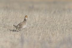 Lesser Prairie Chicken, Tympanuchus pallidicinctus