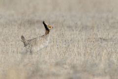 Lesser Prairie Chicken, Tympanuchus pallidicinctus