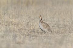 Lesser Prairie Chicken, Tympanuchus pallidicinctus