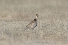 Lesser Prairie Chicken, Tympanuchus pallidicinctus