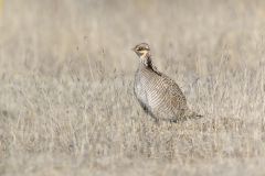 Lesser Prairie Chicken, Tympanuchus pallidicinctus