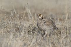 Lesser Prairie Chicken, Tympanuchus pallidicinctus