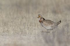 Lesser Prairie Chicken, Tympanuchus pallidicinctus