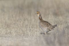 Lesser Prairie Chicken, Tympanuchus pallidicinctus