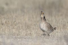 Lesser Prairie Chicken, Tympanuchus pallidicinctus