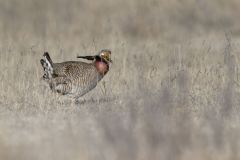 Lesser Prairie Chicken, Tympanuchus pallidicinctus