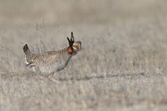 Lesser Prairie Chicken, Tympanuchus pallidicinctus