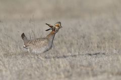 Lesser Prairie Chicken, Tympanuchus pallidicinctus