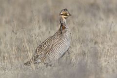 Lesser Prairie Chicken, Tympanuchus pallidicinctus