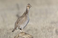 Lesser Prairie Chicken, Tympanuchus pallidicinctus