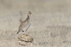 Lesser Prairie Chicken, Tympanuchus pallidicinctus