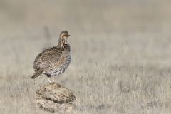 Lesser Prairie Chicken, Tympanuchus pallidicinctus