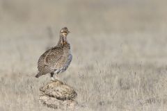 Lesser Prairie Chicken, Tympanuchus pallidicinctus