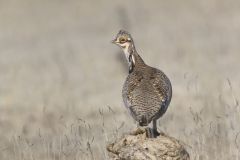 Lesser Prairie Chicken, Tympanuchus pallidicinctus