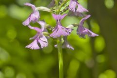 Lesser Purple-fringed Orchid, Platanthera psycodes