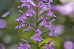 Lesser Purple-fringed Orchid, Platanthera psycodes