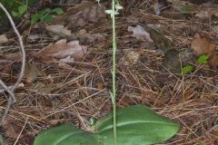 Lesser Roundleaved Orchid, Platanthera orbiculata