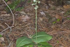 Lesser Roundleaved Orchid, Platanthera orbiculata