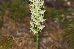 Lesser Roundleaved Orchid, Platanthera orbiculata
