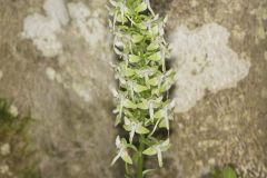 Lesser Roundleaved Orchid, Platanthera orbiculata