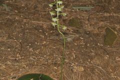 Lesser Roundleaved Orchid, Platanthera orbiculata