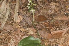 Lesser Roundleaved Orchid, Platanthera orbiculata