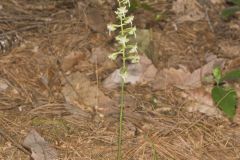 Lesser Roundleaved Orchid, Platanthera orbiculata