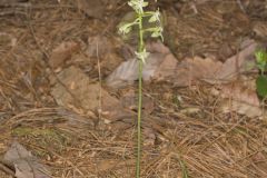 Lesser Roundleaved Orchid, Platanthera orbiculata