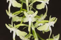 Lesser Roundleaved Orchid, Platanthera orbiculata