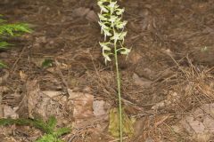 Lesser Roundleaved Orchid, Platanthera orbiculata