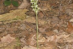 Lesser Roundleaved Orchid, Platanthera orbiculata