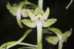 Lesser Roundleaved Orchid, Platanthera orbiculata