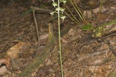 Lesser Roundleaved Orchid, Platanthera orbiculata