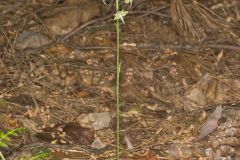 Lesser Roundleaved Orchid, Platanthera orbiculata