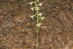 Lesser Roundleaved Orchid, Platanthera orbiculata