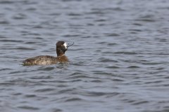 Lesser Scaup, Aythya affinis