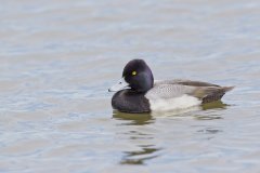 Lesser Scaup, Aythya affinis