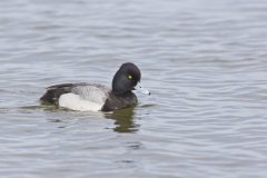 Lesser Scaup, Aythya affinis