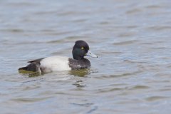 Lesser Scaup, Aythya affinis