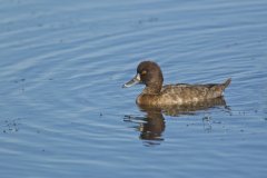 Lesser Scaup, Aythya affinis