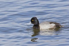 Lesser Scaup, Aythya affinis