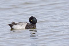 Lesser Scaup, Aythya affinis