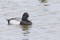 Lesser Scaup, Aythya affinis