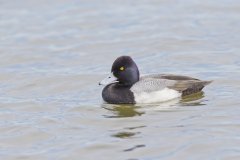 Lesser Scaup, Aythya affinis