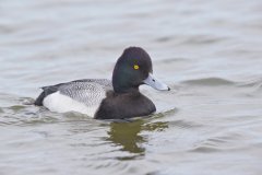 Lesser Scaup, Aythya affinis