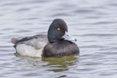 Lesser Scaup, Aythya affinis