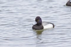 Lesser Scaup, Aythya affinis