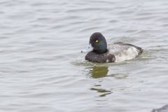 Lesser Scaup, Aythya affinis