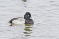 Lesser Scaup, Aythya affinis