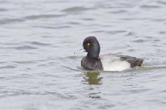 Lesser Scaup, Aythya affinis